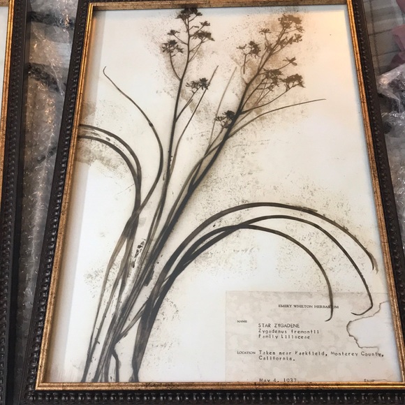 Uttermost Wall Decor Revelation 4 Piece Set Of Botanical Prints